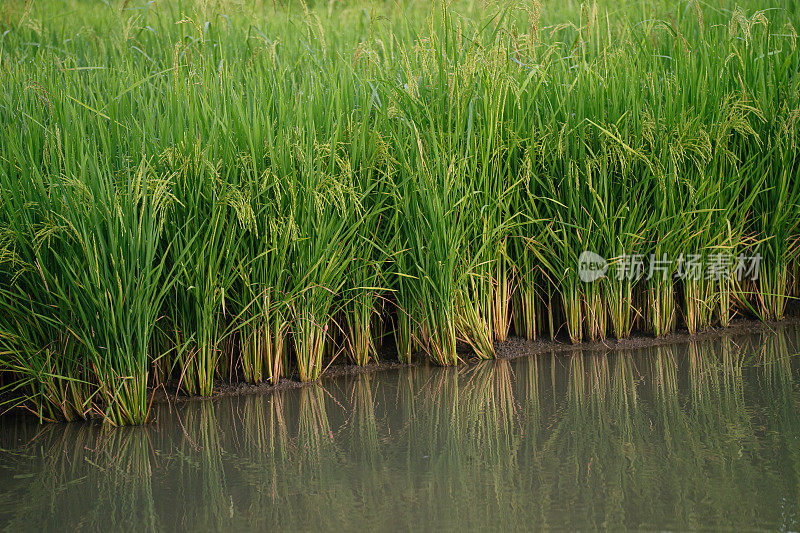 水稻(Oryza sativa):生长在充满水的水田中的植物。农业的概念